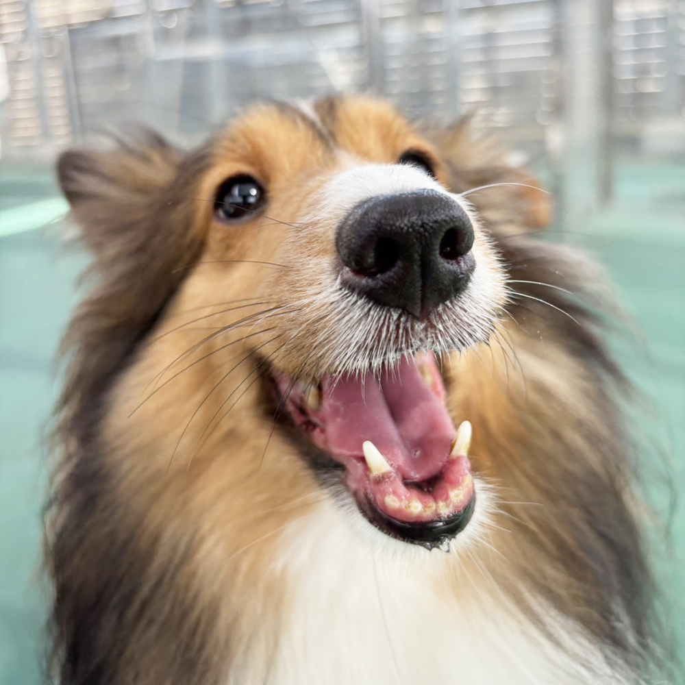 生徒が撮影したモデル犬写真②